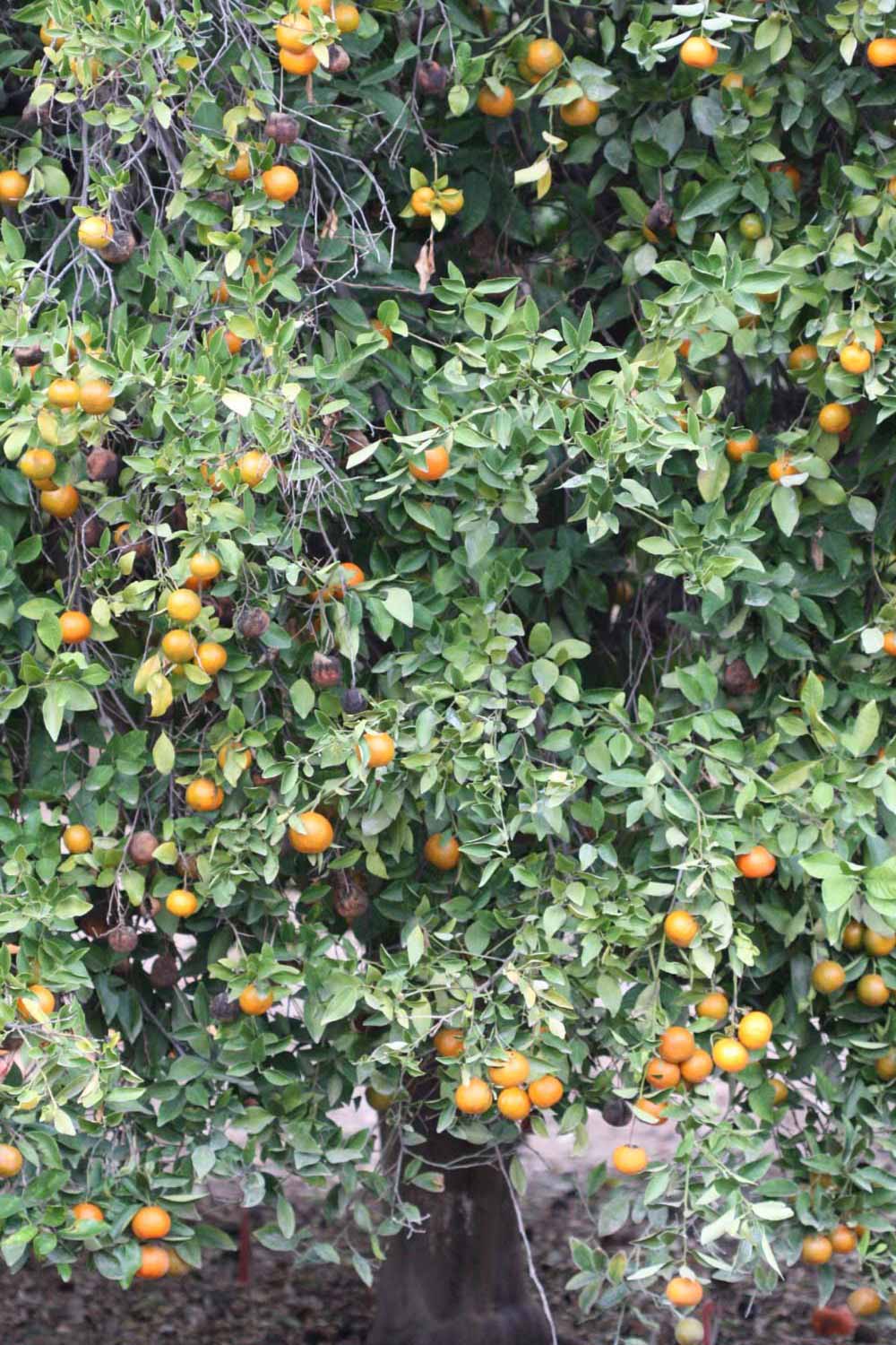              Habit (Dancy Frost Nucellar, Riverside, CA)   